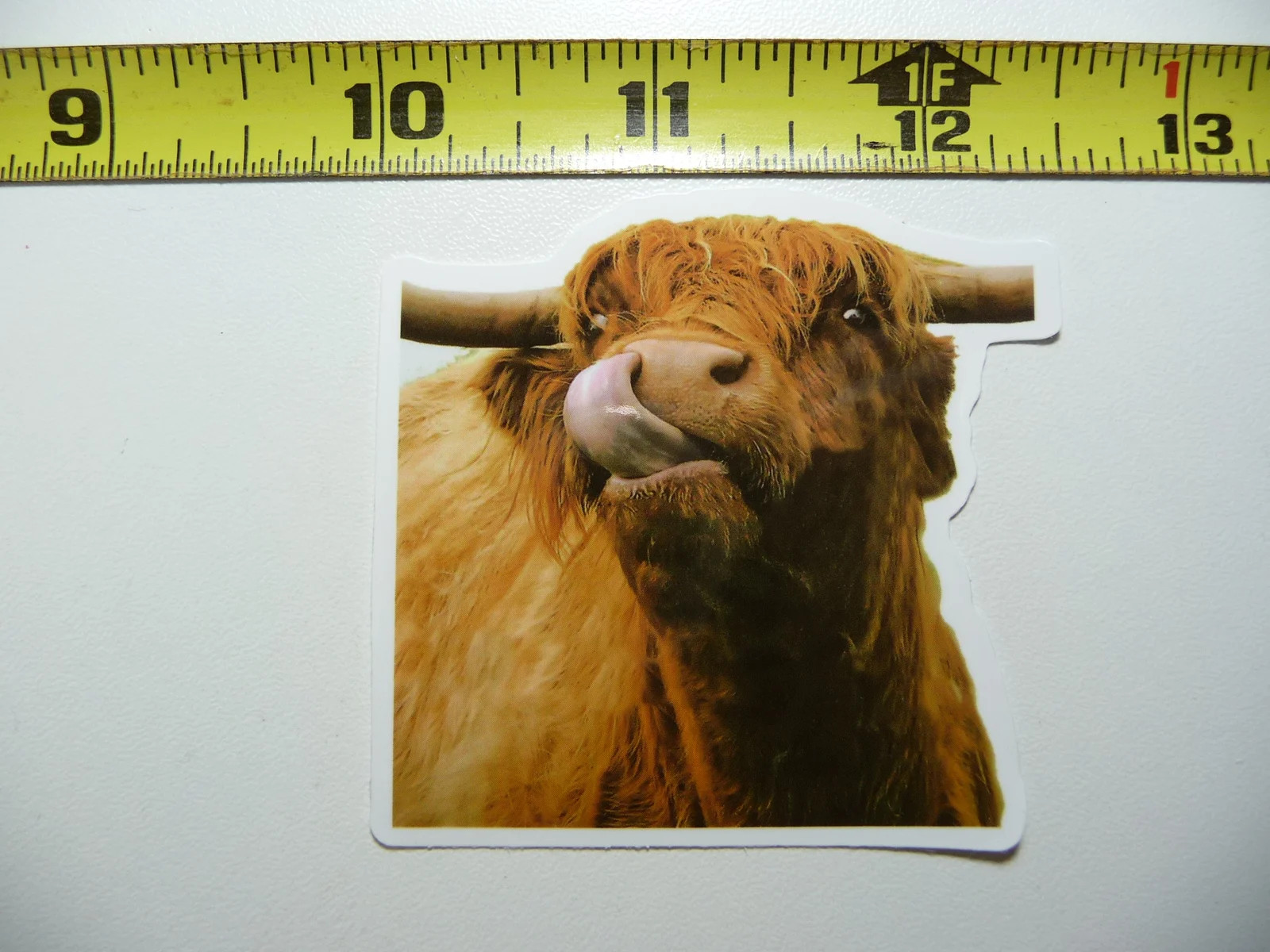 SCOTTISH HIGHLAND CATTLE LICKING SMALL STICKER DECAL RANCH SCOTLAND FUNNY COW