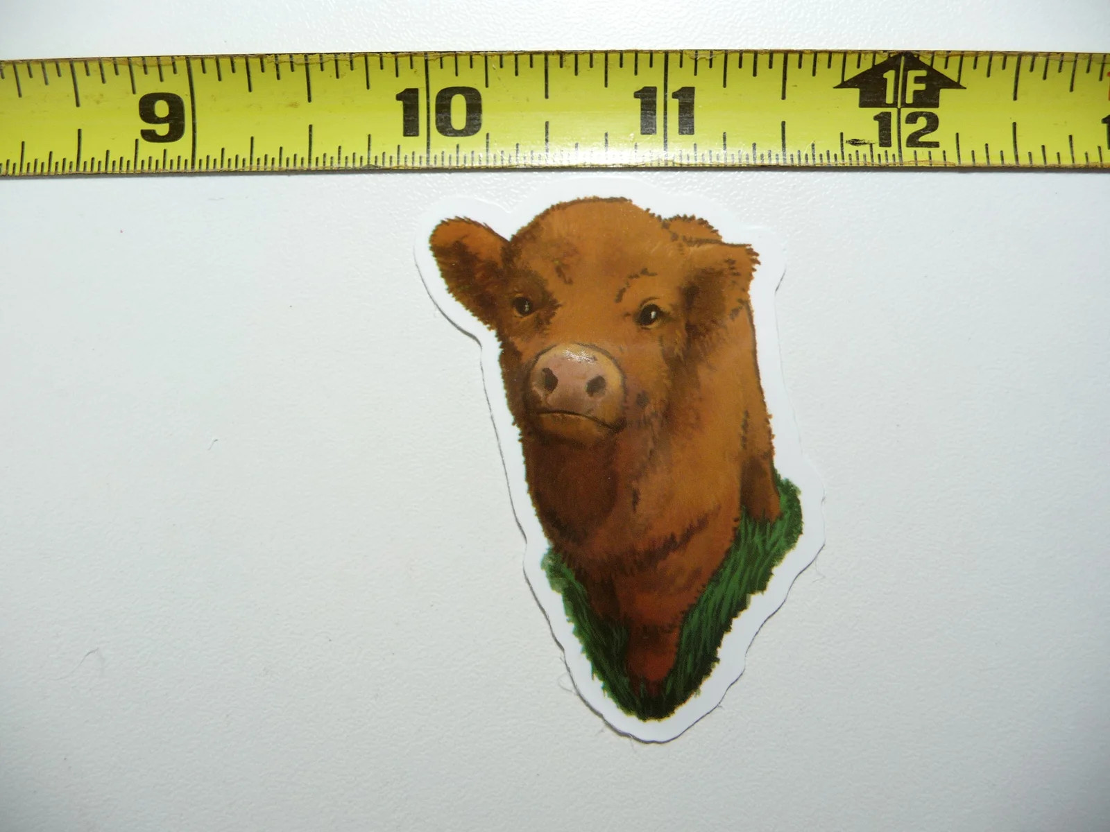 SCOTTISH HIGHLAND CATTLE YOUNG #1 SMALL STICKER DECAL RANCH SCOTLAND FUNNY COW