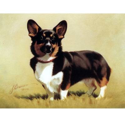 Dogs – Proud Corgi – 6 Pack 6 Pack
