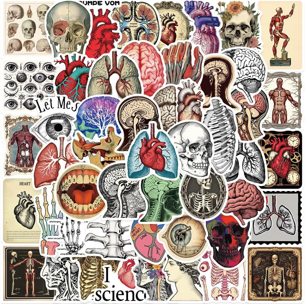 Human Anatomy Stickers – 50Pcs Human Body Organ Physiology Biology Science Study