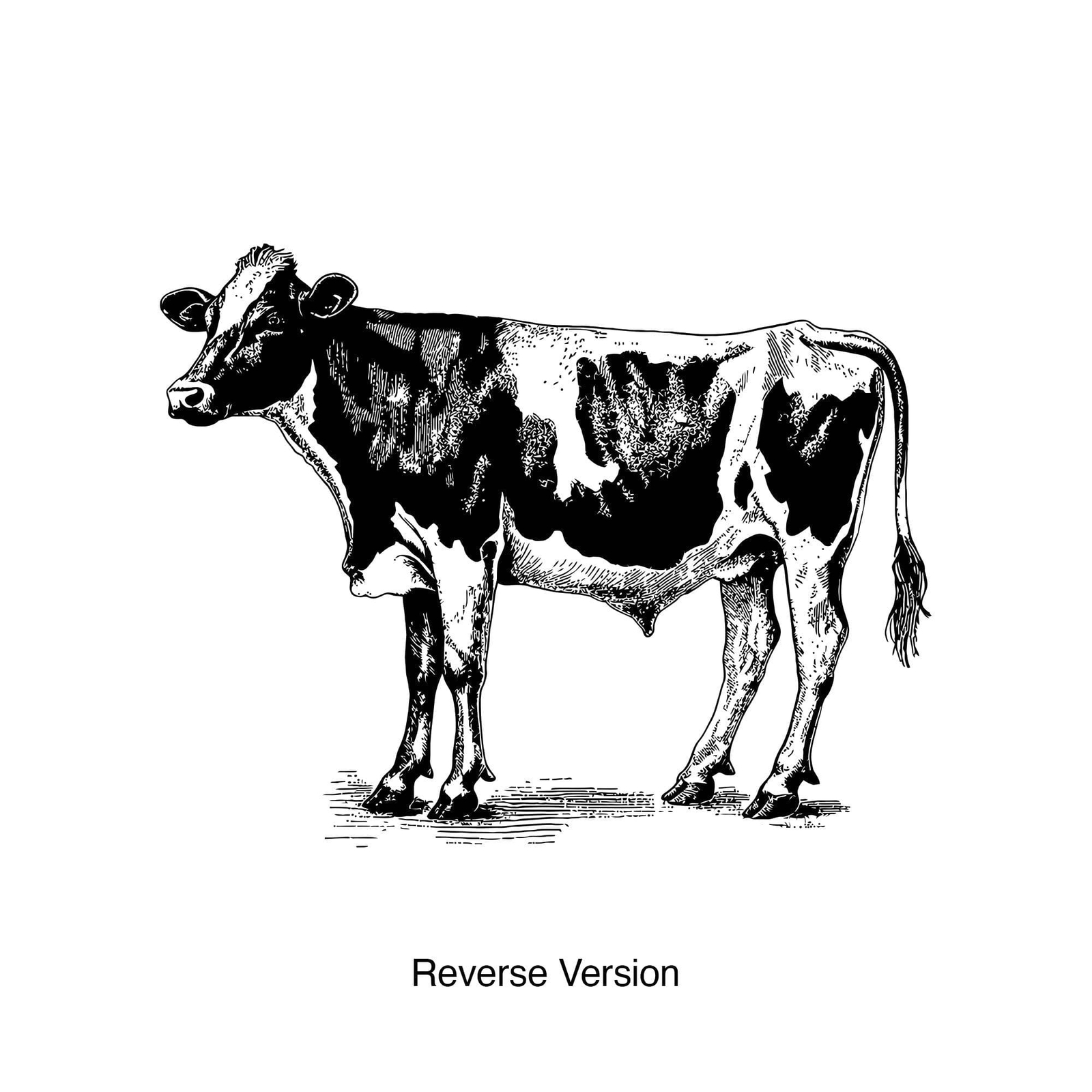 Cow Wall Decal Sticker. Kitchen Dining Room Rustic Country Farmhouse Cow #6753