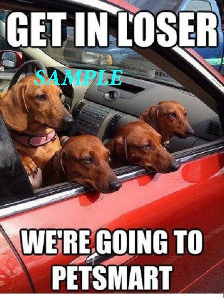 FUNNY DOG CAR REFRIGERATOR GLOSSY MAGNET LOCKER CHRISTMAS MAN CAVE GAG GIFT