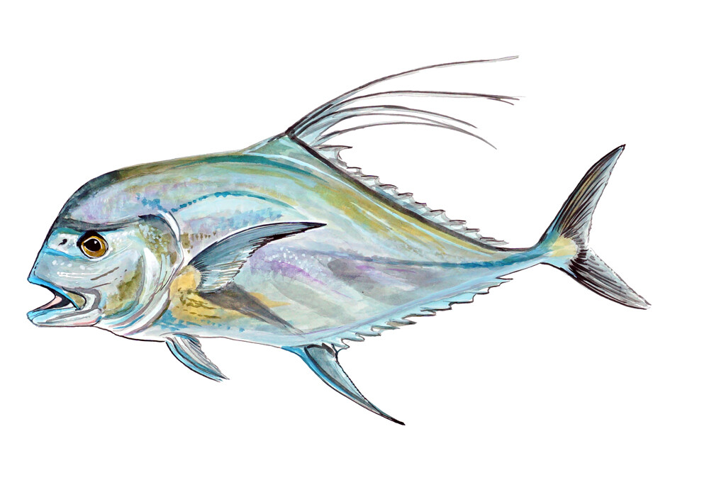 African Pompano Pennant Fish Fishing Home Office Room Camp Decor Decal Wall Art