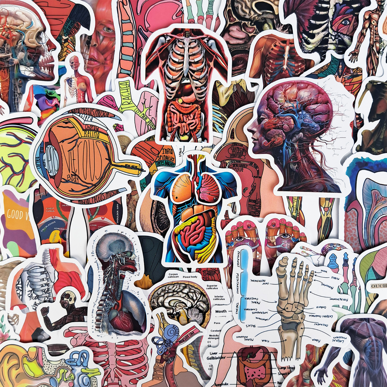 50 PCS Human Anatomy Sticker Pack Medical Skeleton Muscular System Students