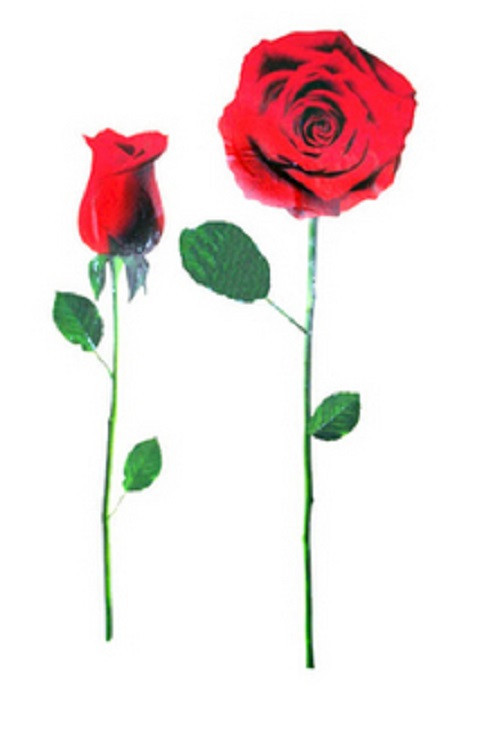 RED ROSE WALL DECAL REMOVABLE 24″ x 13″ WASHABLE CAN REPOSITION new SEE PICS