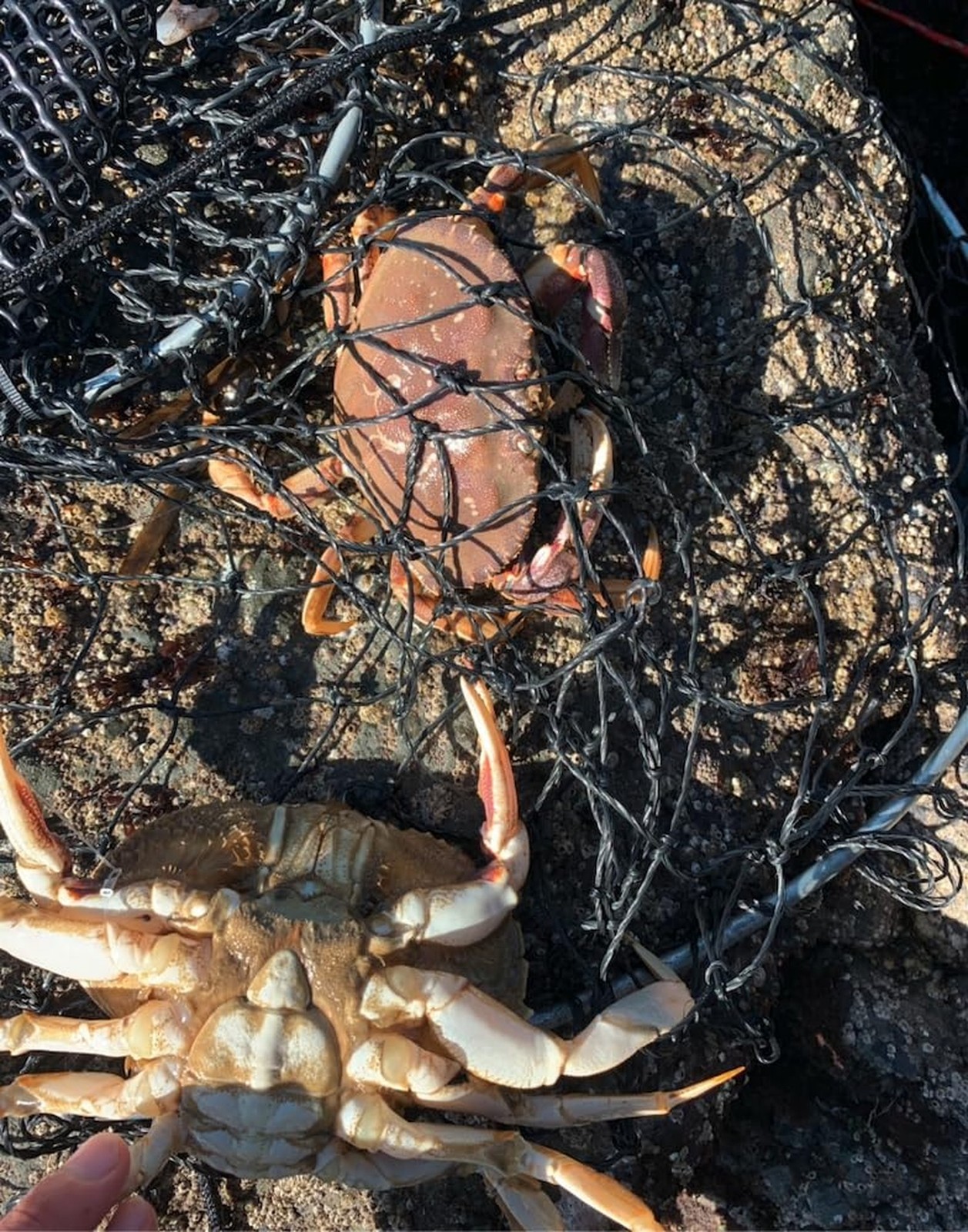 Crab Trap Hoop Net 2 Ring Trap for Pier Dock Jetty Dungeness Rock Blue Crabs …