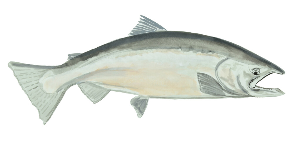 King Salmon Fish Sticker Decal Home Office Dorm Wall Exclusive Art Tablet Laptop