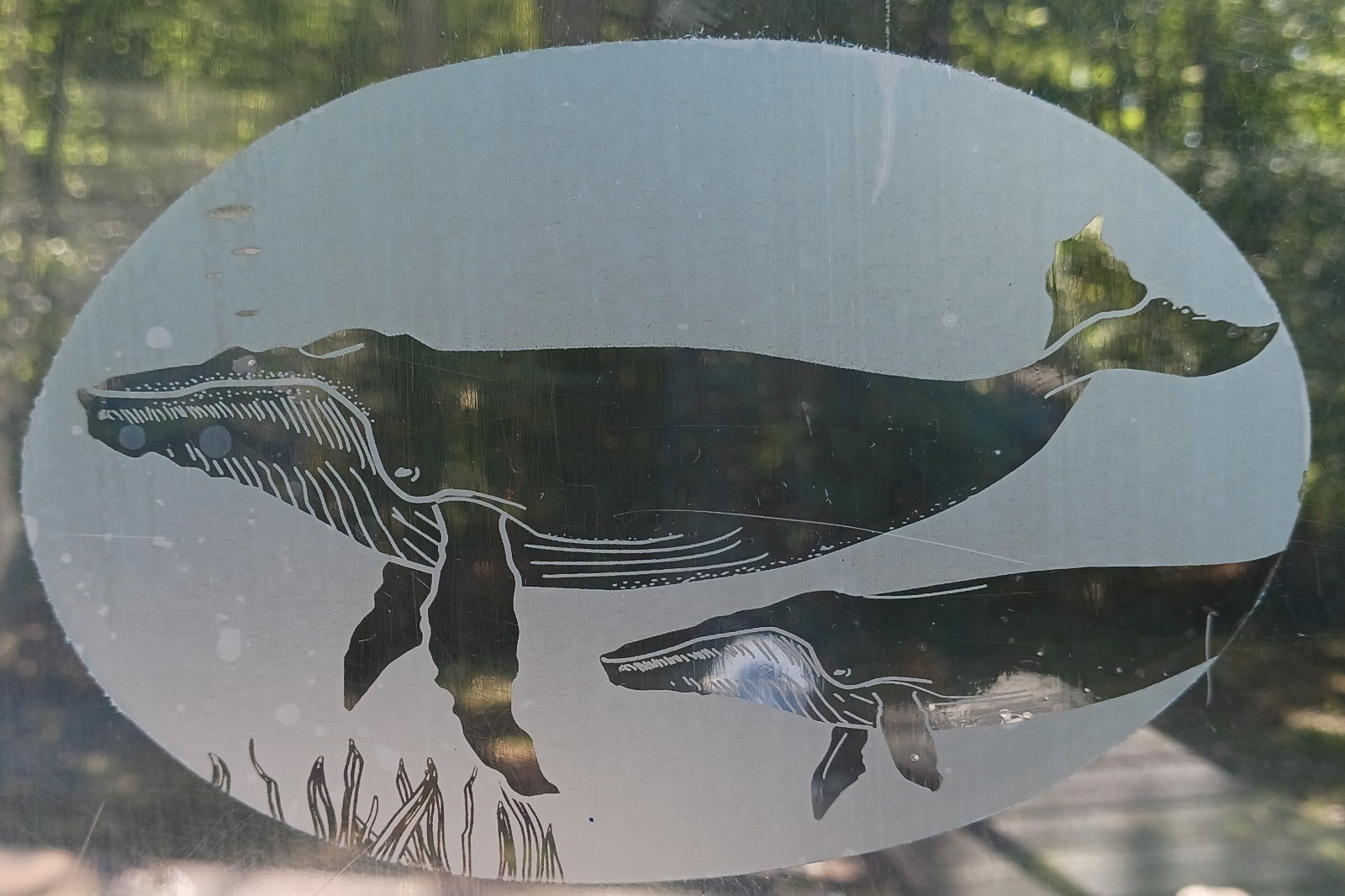 Whale Window Decal 4″x6″ OVAL Etched Glass Look Cling Removable & Reusable 21