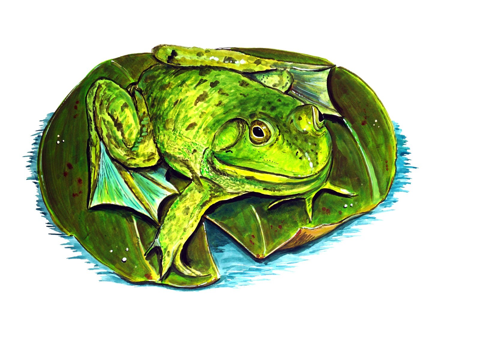 Frog On A Lily Pad High Quality Vinyl Decal Sticker – Car Truck Tumbler Cooler