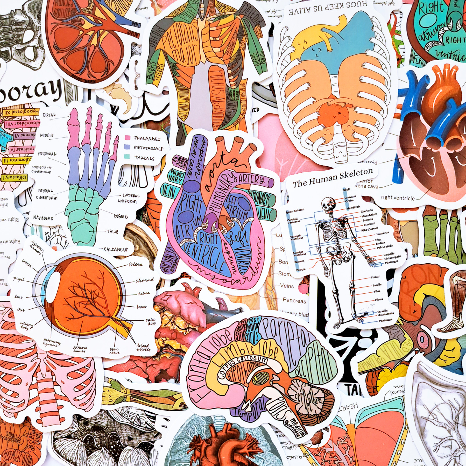 50 PCS Science Anatomy Sticker Pack Medical Human Body Skeleton Muscular System