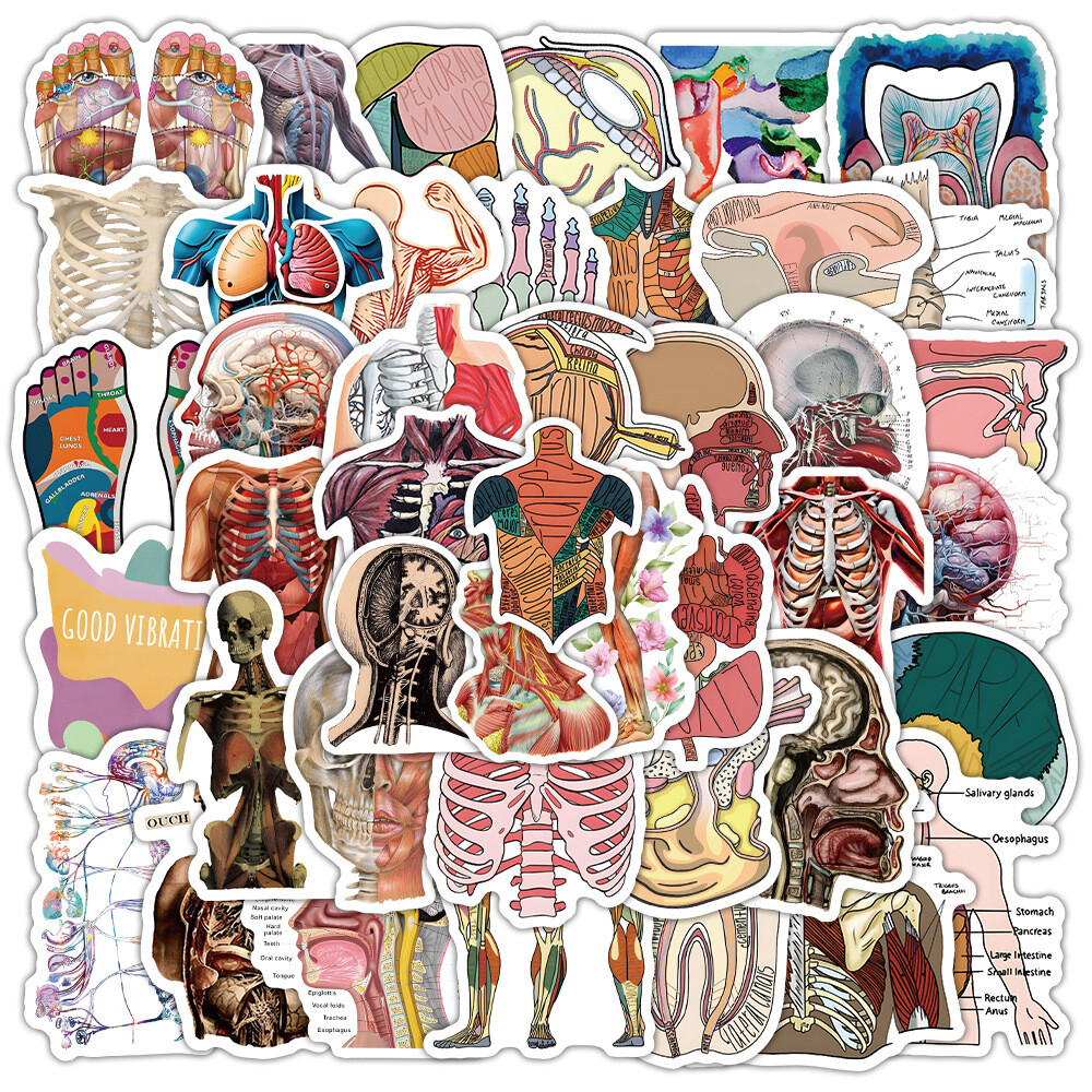 100Pcs Cartoon anatomy of human body organs Sticker Water Bottles Waterproof