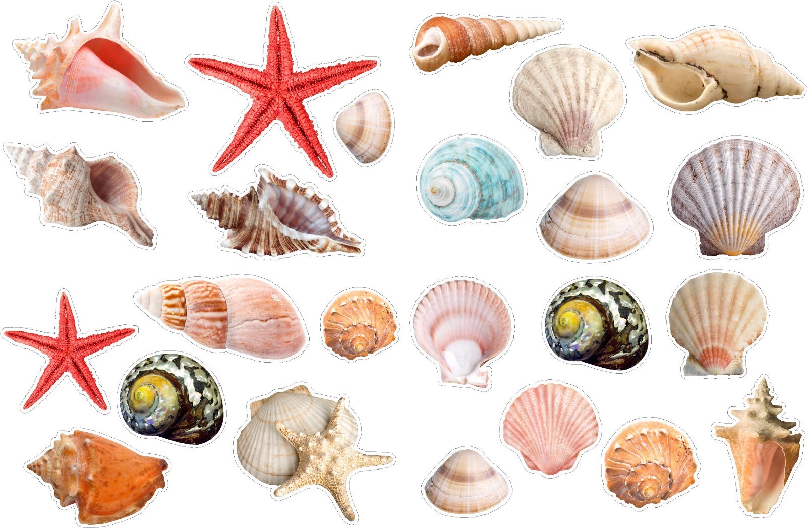 Seashells Realistic detailed sticker Beach theme Paradise colorful 24 Stickers