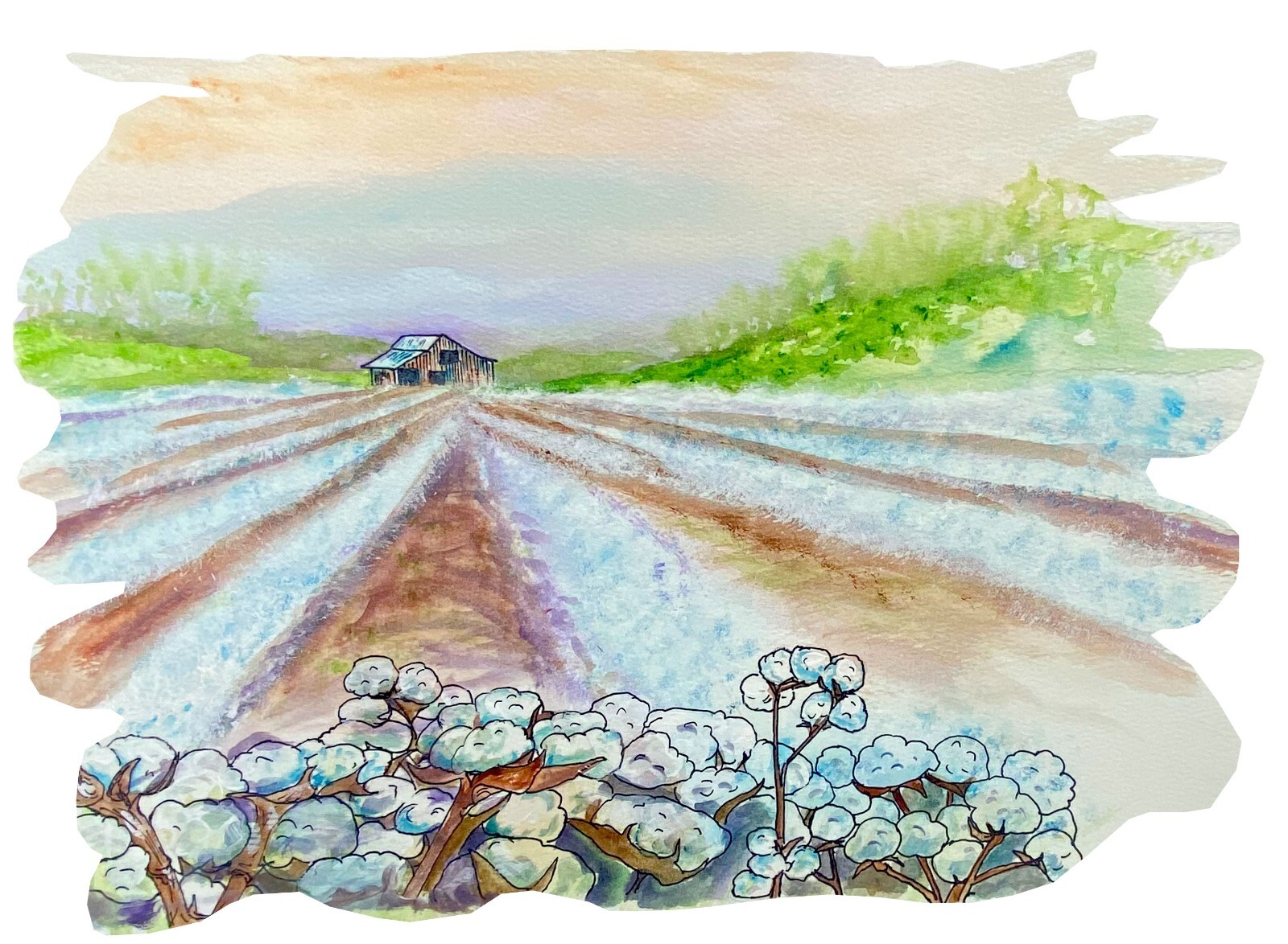 Cotton Field with Old Barn Decal Sticker for Car/Truck Windows Phones