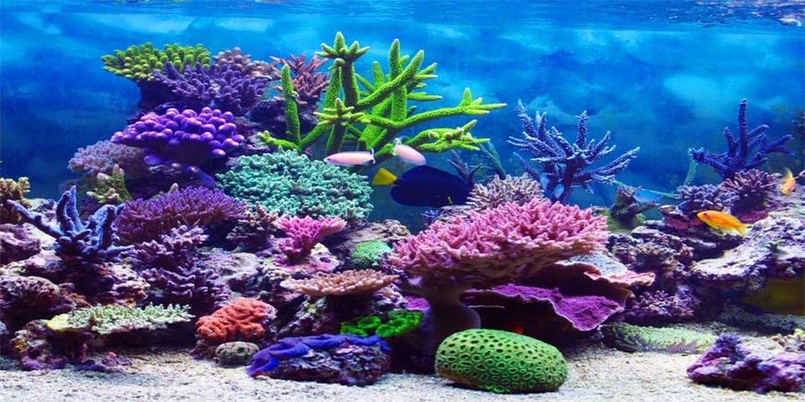 YongFoto Ocean Theme Fish Tank Background 48×18 inch Coral Seaweed Reef Rock …