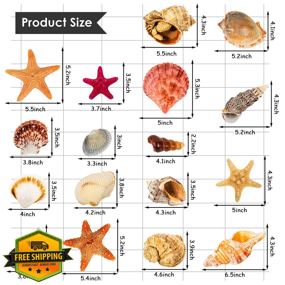 WOYINIS Lifelike 3D Seashells Wall Decals, DIY Removable Conch Scallop Starfi…