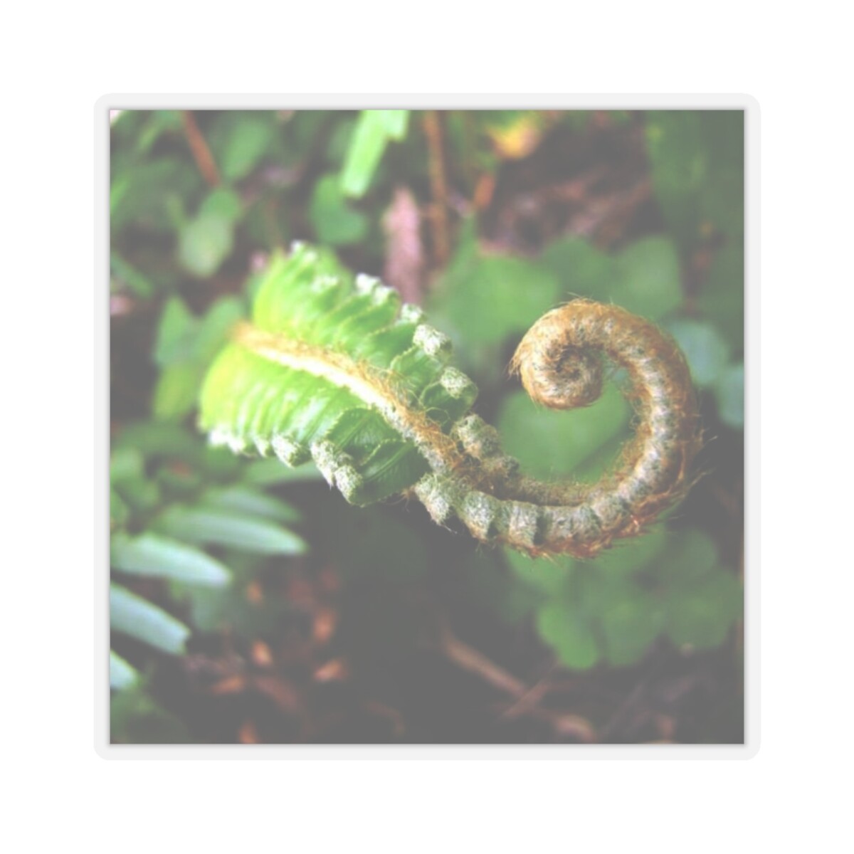 Delicate fern 2in X 2in Kiss-Cut Stickers