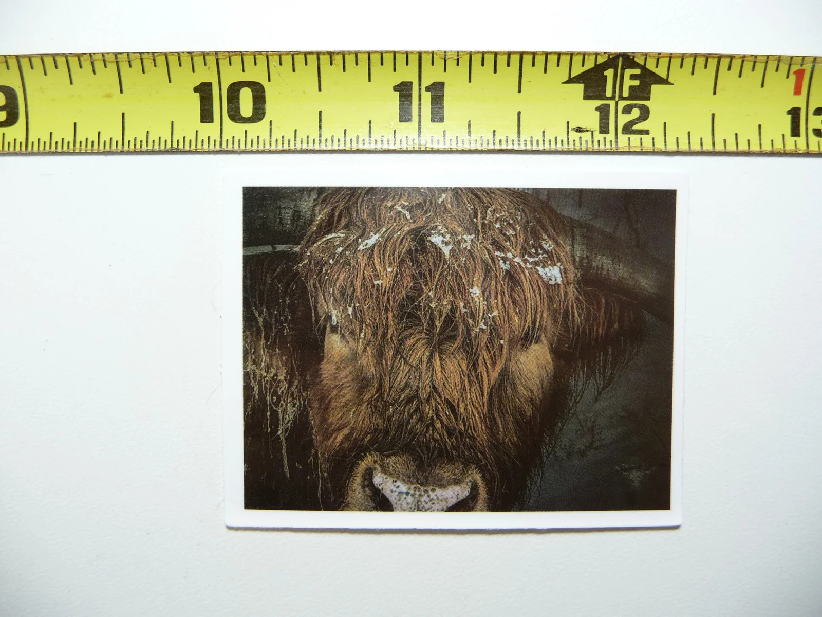 SCOTTISH HIGHLAND CATTLE SNOW BROW SMALL STICKER DECAL RANCH SCOTLAND FUNNY COW